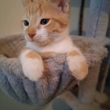 Cinnamon Bun- gives kitty kisses -  Tabby and Domestic Short Hair Cat for Adoption in Macomb, Michigan - Cinnamon Bun- Gives Kitty Kisses | PetCurious