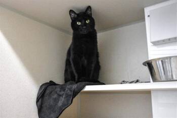 CINDER -  Domestic Short Hair Cat for Adoption in Loveland, Colorado - CINDER | PetCurious