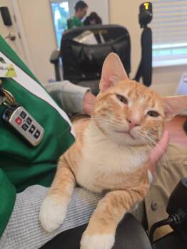 Spike -  Domestic Short Hair Cat for Adoption in Bellmawr, New Jersey - Spike | PetCurious