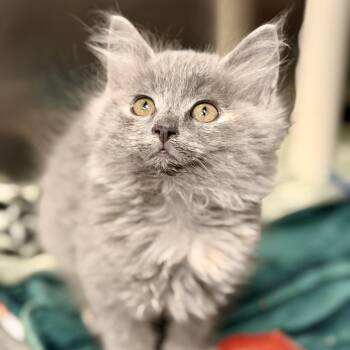 Iridessa -  Domestic Long Hair Cat for Adoption in Stafford Township, New Jersey - Iridessa | PetCurious