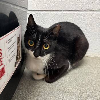 Domestic Short Hair Cats Available for Adoption in Carencro, Louisiana - Little Italy Herb | PetCurious