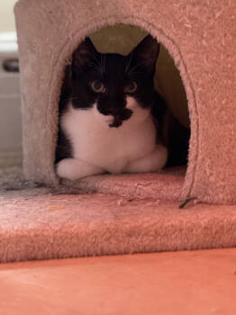 Rescue Domestic Short Hair Cats for Adoption in Duxbury, Massachusetts - Jeffy W/ Pluto | PetCurious