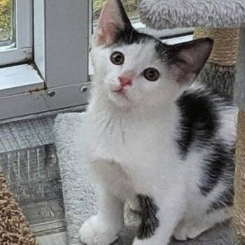 Paddington -  Domestic Short Hair Cat for Adoption in Kenosha, Wisconsin - Paddington | PetCurious