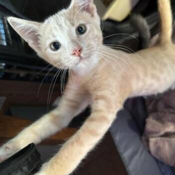 Willys -  Domestic Short Hair Cat for Adoption in Jupiter, Florida - Willys | PetCurious