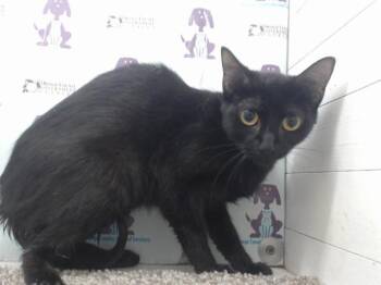 LIBERTY -  Domestic Short Hair Cat for Adoption in Orlando, Florida - LIBERTY | PetCurious