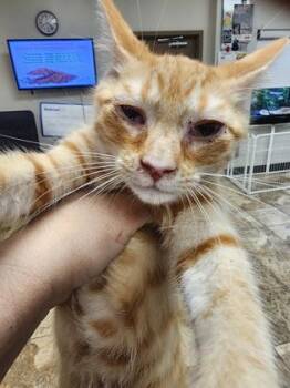 Hoss $50 @ Petsmart -  Domestic Short Hair Cat for Adoption in Seneca, South Carolina - Hoss $50 @ Petsmart | PetCurious