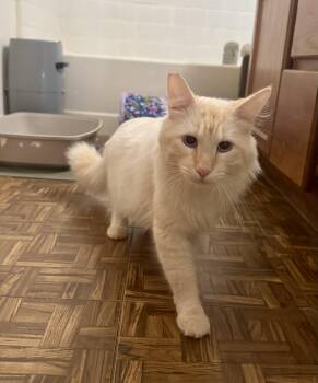 Ragdoll and Maine Coon Cats Available for Adoption - Coconut | PetCurious