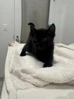 Macchiato -  Domestic Short Hair Cat for Adoption in Kansas City, Missouri - Macchiato | PetCurious