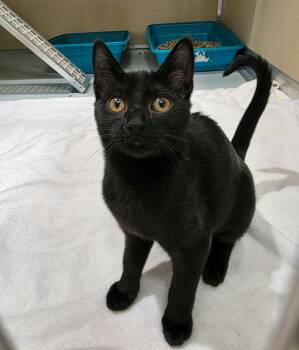 Linda -  Domestic Short Hair Cat for Adoption in Umatilla, Florida - Linda | PetCurious
