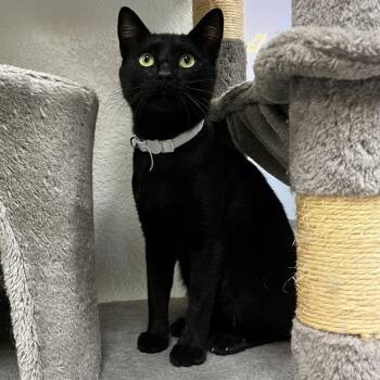 Calvin -  Domestic Short Hair Cat for Adoption in Yucca Valley, California - Calvin | PetCurious