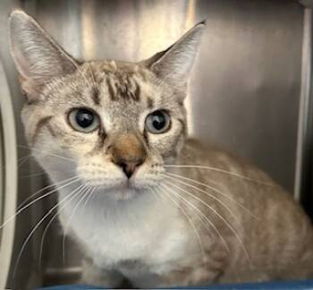 Rescue Domestic Short Hair Cats for Adoption in Grand Junction, Colorado - Crystal Star | PetCurious