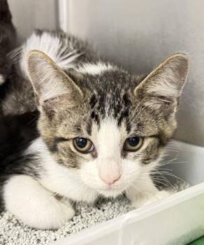 Bandito -  Domestic Short Hair Cat for Adoption in Daytona Beach, Florida - Bandito | PetCurious