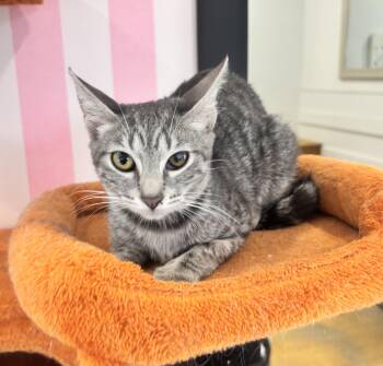 Harley -  Domestic Short Hair Cat for Adoption in Whittier, California - Harley | PetCurious