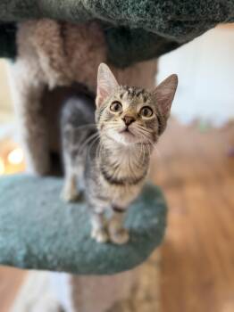 Blueberry Jelly -  Tabby and Domestic Short Hair Cat for Adoption in Lawrenceville, Georgia - Blueberry Jelly | PetCurious