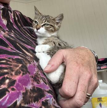 Rescue Tabby Cats for Adoption in Oriental, North Carolina - Ryn | PetCurious