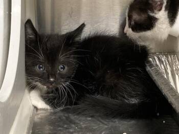 MARCY -  Domestic Short Hair Cat for Adoption in Tustin, California - MARCY | PetCurious
