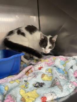 MAGGIE MOO -  Domestic Short Hair Cat for Adoption in Killeen, Texas - MAGGIE MOO | PetCurious