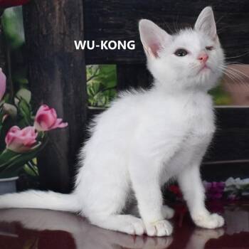 Wu-Kong -  Domestic Short Hair Cat for Adoption in Yuma, Arizona - Wu-Kong | PetCurious