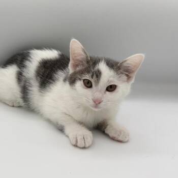 Vesper Lynd -  Domestic Short Hair Cat for Adoption in State College, Pennsylvania - Vesper Lynd | PetCurious