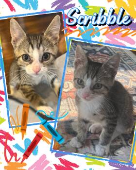 Scribble -  Tabby Cat for Adoption in Pasco, Washington - Scribble | PetCurious