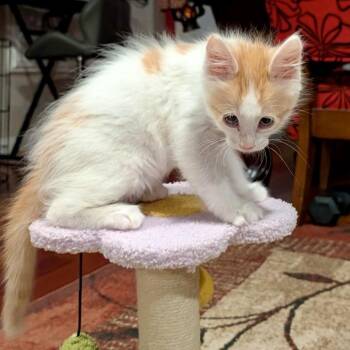 Creamsicle* -  Domestic Short Hair Cat for Adoption in San Gabriel, California - Creamsicle* | PetCurious