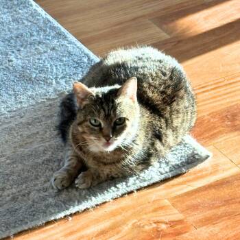 Domestic Short Hair Cats Available for Adoption - Bertha Mae | PetCurious