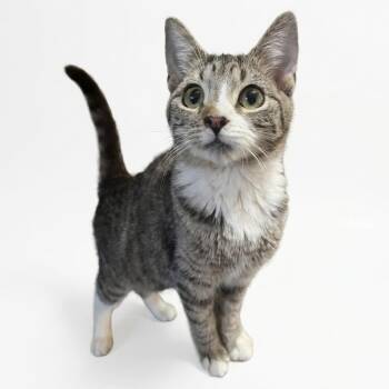 Tabby Cats Available for Adoption - Pudge  | PetCurious