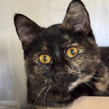 Domestic Short Hair Cats Available for Adoption - Stella Artois | PetCurious