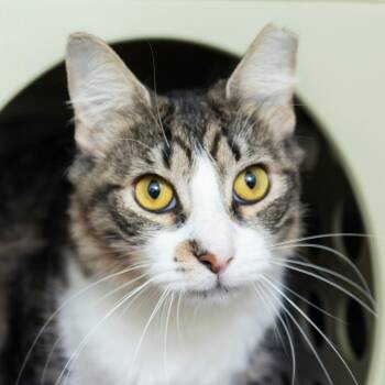 Lilly -  Domestic Short Hair Cat for Adoption in Middletown, Rhode Island - Lilly | PetCurious