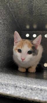 Celeste -  Domestic Short Hair Cat for Adoption in Henderson, North Carolina - Celeste | PetCurious