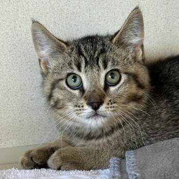 Chili -  Domestic Short Hair Cat for Adoption in Durango, Colorado - Chili | PetCurious