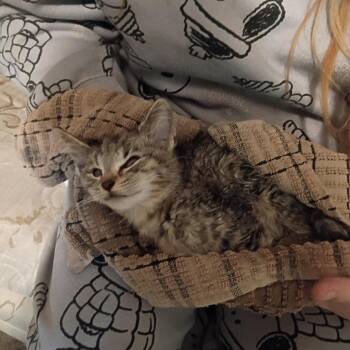 FOUND Leroy -  Domestic Short Hair Cat for Adoption in Rochester, Minnesota - FOUND Leroy | PetCurious