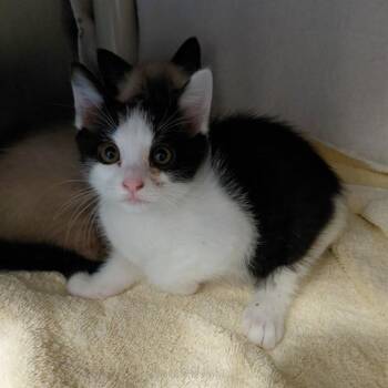 JAMES -  Domestic Short Hair Cat Available for Adoption - JAMES | PetCurious