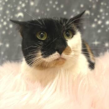 Domestic Short Hair Cats Available for Adoption in Riverwoods, Illinois - Toni | PetCurious