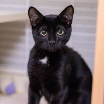 Schneese -  Domestic Short Hair Cat for Adoption - Schneese | PetCurious