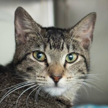 Petunia -  Domestic Short Hair Cat for Adoption in Middletown, Rhode Island - Petunia | PetCurious