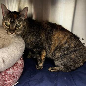 Grandma -  Domestic Short Hair Cat for Adoption in Norman, Oklahoma - Grandma | PetCurious