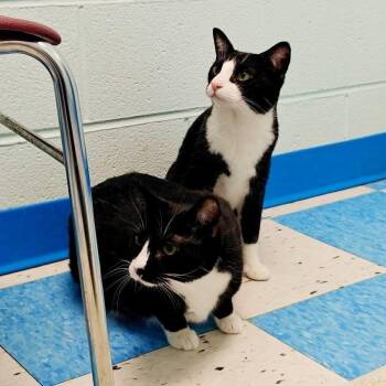 Dr. Pepper (Dotcom) -  Domestic Short Hair Cat for Adoption in Alexandria, Virginia - Dr. Pepper (Dotcom) | PetCurious