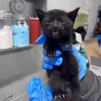Cockatoo -  Domestic Short Hair Cat for Adoption in Summerville, South Carolina - Cockatoo | PetCurious