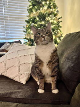 Rescue Domestic Short Hair Cats for Adoption in Columbus, Ohio - Hopper | PetCurious