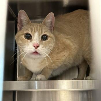 Domestic Short Hair Cats Available for Adoption - Tide | PetCurious