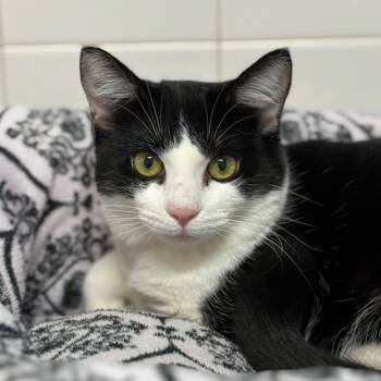 Seashell -  Domestic Short Hair Cat for Adoption in Fort Lauderdale, Florida - Seashell | PetCurious