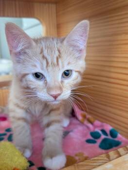 Cameron -  Domestic Short Hair Cat for Adoption in Salinas, California - Cameron | PetCurious