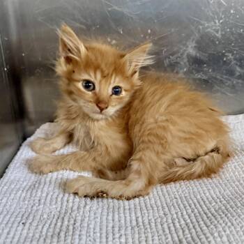 Kinger -  Domestic Short Hair Cat for Adoption in Palm Springs, California - Kinger | PetCurious