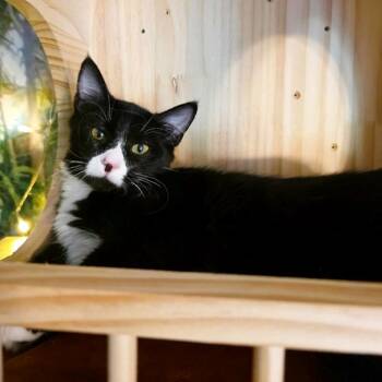 Rescue Tuxedo and Domestic Long Hair Cats for Adoption in Beaverton, Oregon - Centaur | PetCurious