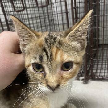 Thumbalina -  Domestic Short Hair Cat for Adoption in Philadelphia, Pennsylvania - Thumbalina | PetCurious