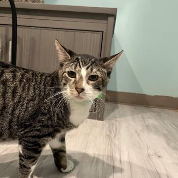 Rescue Tabby Cats for Adoption in Aiea, Hawaii - Beep Beep | PetCurious