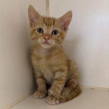 Domestic Short Hair Cats Available for Adoption in Saint Joseph, Missouri - Pikachu | PetCurious