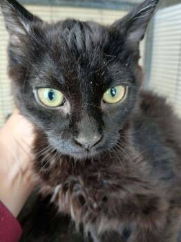 Grayson aka Gracelynn -  Domestic Medium Hair Cat for Adoption in Thatcher, Arizona - Grayson Aka Gracelynn | PetCurious