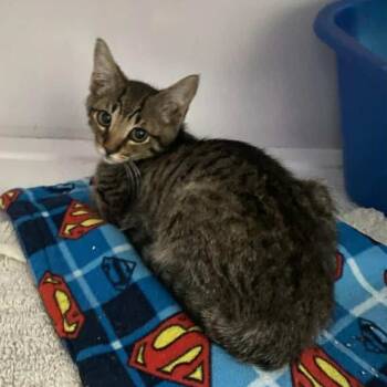 Rescue Domestic Short Hair Cats for Adoption in Las Cruces, New Mexico - Dwayne | PetCurious